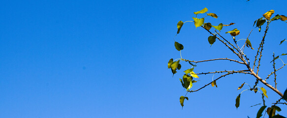 yellow leaves and blue sky