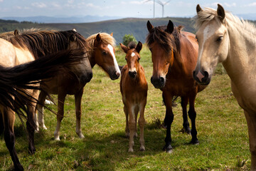 horses in the windmills field in Asturias