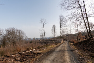 Waldsterben in Deutschland