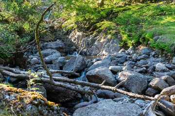 river in the forest