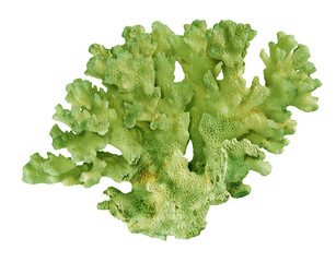 Coral isolated on white background © Dmitry