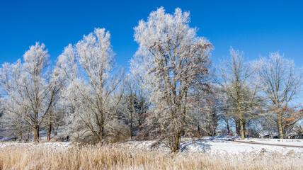 Winterfrost