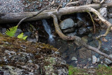 river in the forest