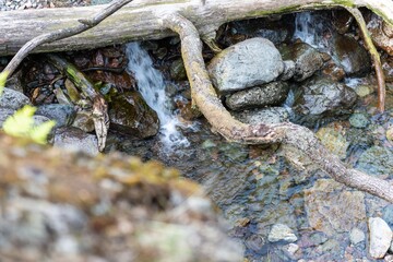 river in the forest