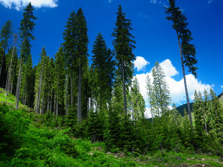 Tall, green spruce trees reaching out for the blue sky, in Latorita Mountains. Carpathia, Romania.