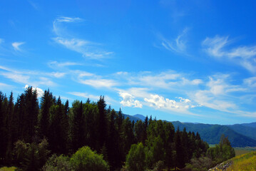 Clouds over the tops of fir trees.
