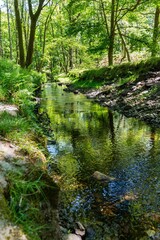 river in the forest