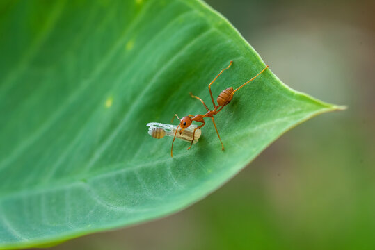 Close-up of an ant on a leaf carrying a dead insect, Indonesia