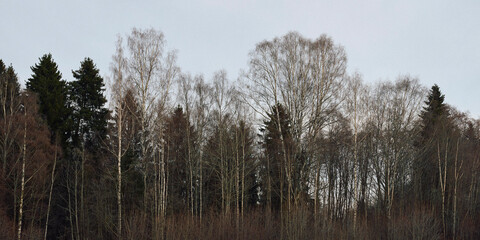 Mixed forest in early spring at Toten, Norway.