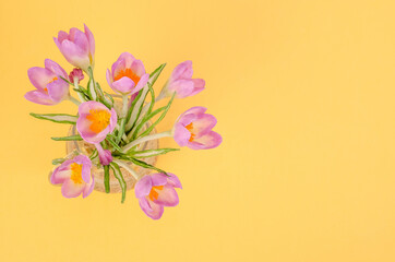 card for spring holidays, bouquet of delicate lilac primroses on a yellow background with copy space