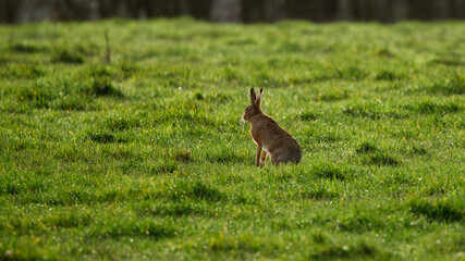 Obraz na płótnie Canvas hare in the grass