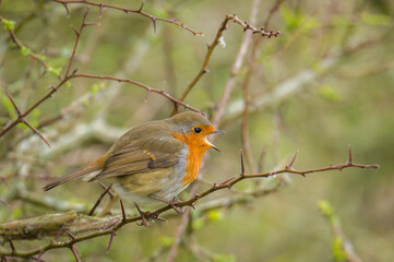 A singing robin on a tree