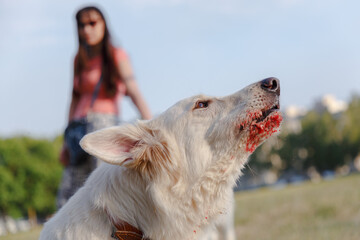 Portrait of a white Swiss Shepherd.