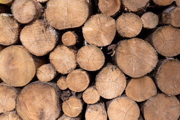 Waldsterben in Deutschland