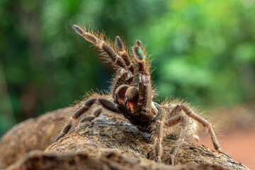 African rear-horned baboon tarantula in defensive mode, Indonesia