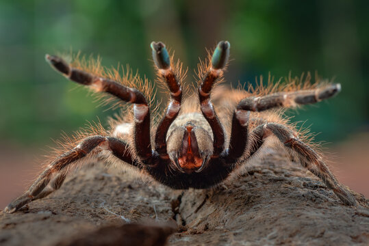 African rear-horned baboon tarantula in defensive mode, Indonesia