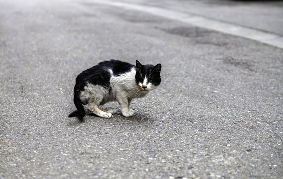 Injured cat on street