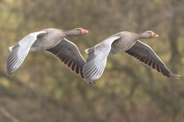 Graugänse im Flug 