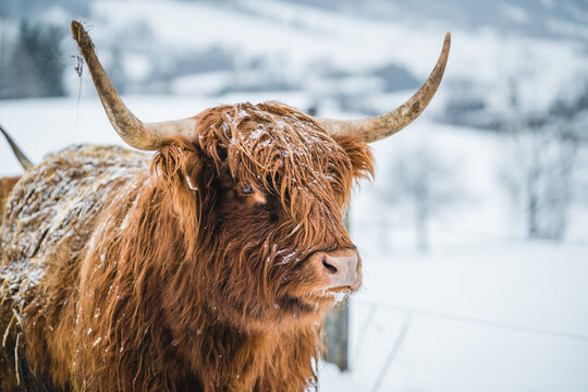 Portrait of a galloway cow standing in a field in the snow, Austria