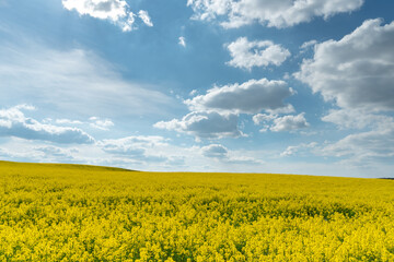 Obraz premium A beautiful yellow field with flowering rapeseed on the background of a blue sky and fluffy clouds. Eco-friendly agriculture.