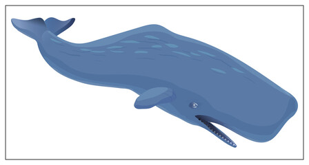 Vector blue whale. Flat cartoon icon isolated on white background.