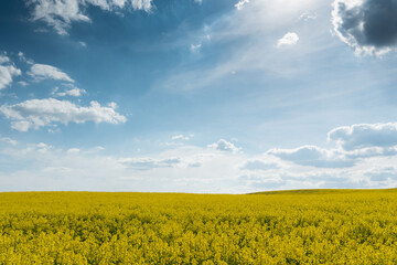 Obraz premium A beautiful yellow field with flowering rapeseed on the background of a blue sky and fluffy clouds. Eco-friendly agriculture.
