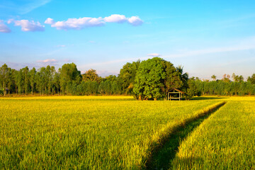 Rice Field in Thailand's Countryside