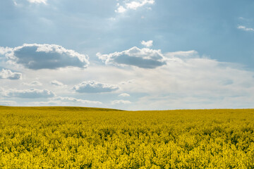 Fototapeta premium A beautiful yellow field with flowering rapeseed on the background of a blue sky and fluffy clouds. Eco-friendly agriculture.