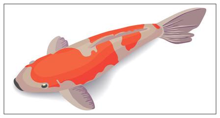 Red and gold koi fishes vector design elements. Illustration for web design, logo, icon, app, UI