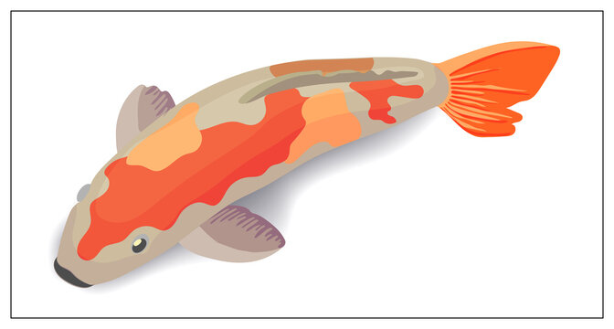 Red and gold koi fishes vector design elements. Illustration for web design, logo, icon, app, UI