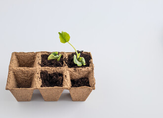 Green sprouts of young seedlings in peat pots at for homeplant growing vegetables against white...
