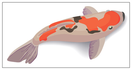 Red and gold koi fishes vector design elements. Illustration for web design, logo, icon, app, UI