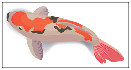 Red and gold koi fishes vector design elements. Illustration for web design, logo, icon, app, UI
