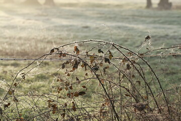 Close up of dry thorn branches against a sunrise on a frosty morning