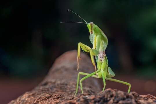 Close-up Portrait of a giant Asian mantis rearing up, Indonesia