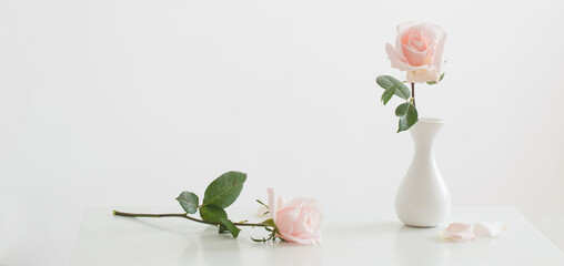 pink roses in white vase on white background