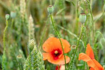 A field of red poppies with blooming buds. Red Poppy as a Symbol of World War I Memorial Day. wildflower field.