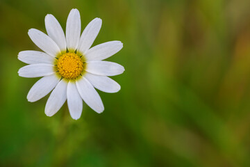 Obraz premium margherita nel prato