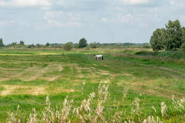 Fototapeta premium Grazing horses on a green pasture on a sunny summer day against a blue sky. A couple of horses graze in a meadow.