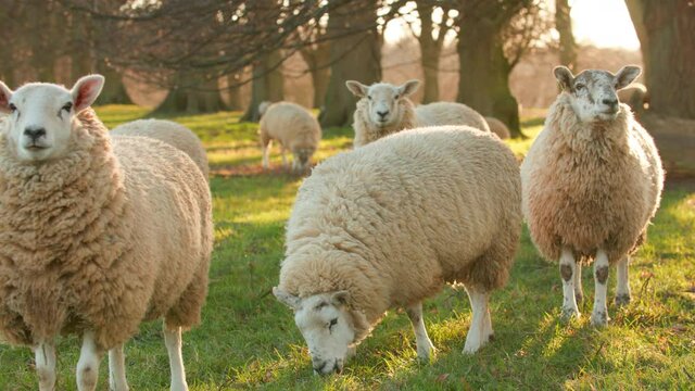 4K video clip showing flock of sheep grazing, eating grass walking in a field on a farm with trees at sunset or sunrise