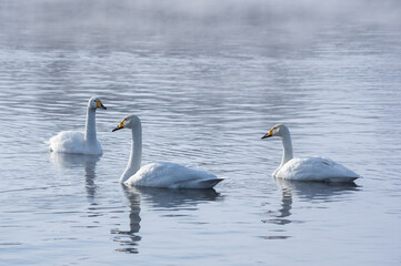 Fototapeta na wymiar White swans swimming in the nonfreezing winter lake