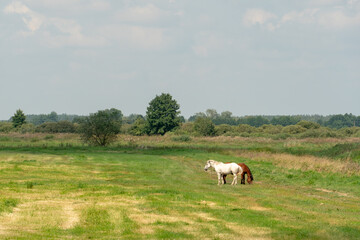 Grazing horses on a green pasture on a sunny summer day against a blue sky. A couple of horses graze in a meadow.