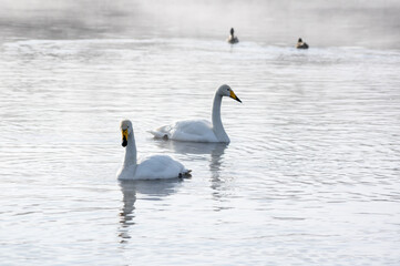 White swans swimming in the nonfreezing winter lake