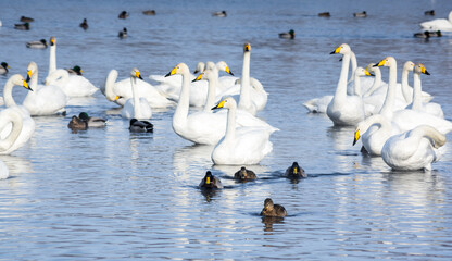 White swans swimming in the nonfreezing winter lake