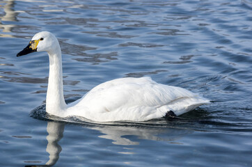 White swans swimming in the nonfreezing winter lake