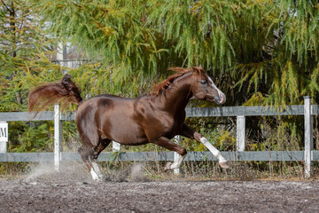 Beautiful chestnut horse running in paddock on the sand background