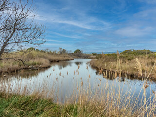 Paysage avec un étang bordé de bois et de joncs