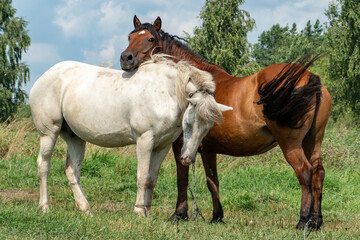 Naklejka na ściany i meble Two horses stand side by side in the pasture. The brown horse rested its head on the white horse's back. The horse's piercing gaze at the photographer. Friendship among animals.