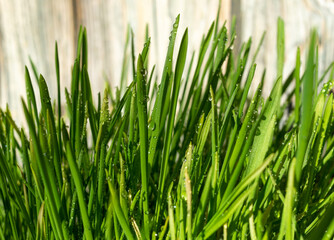 Obraz premium Spring sunny background with young green grass, water drops and wood.