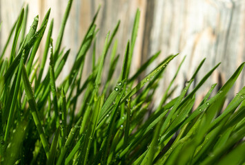 Green grass and dew closeup.